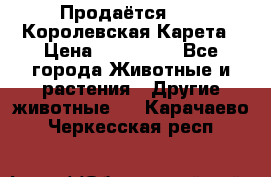 Продаётся!     Королевская Карета › Цена ­ 300 000 - Все города Животные и растения » Другие животные   . Карачаево-Черкесская респ.
